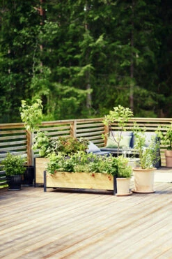 Potte Olea - Ø42 Cm, Terrakotta -Potteplante Salgsbutikk 510452 GYO Cultura Olea fruittree strawberry lavendula Emma 170613 3