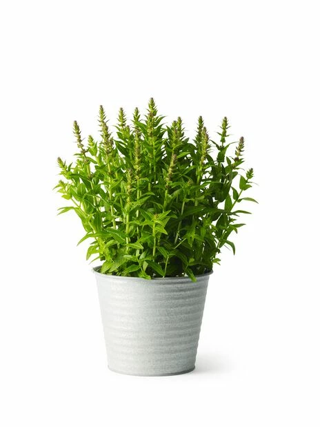 Potte Crewe - Ø20 Cm, Grå 2 Potte Crewe - Ø20 Cm, Grå - Bilde 2