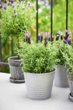 Potte Crewe - Ø17 Cm, Grå -Potteplante Salgsbutikk 510758 7058782373792 Lavendula stoechas20in crewe pot 1