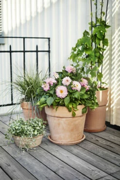 Fat Leire - Ø24 Cm, Terrakotta 5 Fat Leire - Ø24 Cm, Terrakotta -Potteplante Salgsbutikk 510859 160524 Plantagen EntreBalkong2519