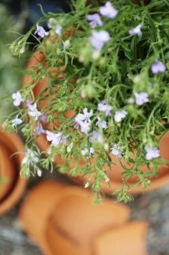 Fat Leire - Ø20 Cm, Terrakotta 5 Fat Leire - Ø20 Cm, Terrakotta -Potteplante Salgsbutikk 513635 Lobelia Technoup 510420