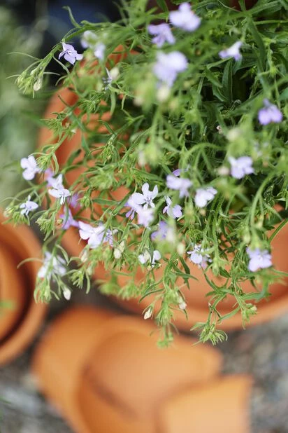 Fat Leire - Ø20 Cm, Terrakotta 3 Fat Leire - Ø20 Cm, Terrakotta - Bilde 3