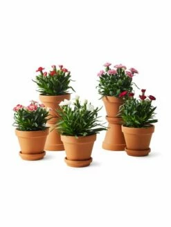 Fat Leire - Ø13,5 Cm, Terrakotta 5 Fat Leire - Ø13,5 Cm, Terrakotta -Potteplante Salgsbutikk 513643 8717191034548