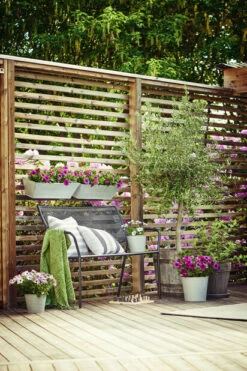 Potte Crewe - Ø26 Cm, Grå -Potteplante Salgsbutikk 514733 7058782360808 Osteospermum balconybox 20crewe terrace oleatree20170613