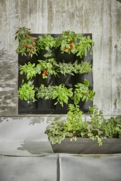 Balkongkasse Milla - Ø76 Cm, Svart 5 Balkongkasse Milla - Ø76 Cm, Svart -Potteplante Salgsbutikk 514741 GYO 7058782355866 Marwin herbs chili 1 1 1