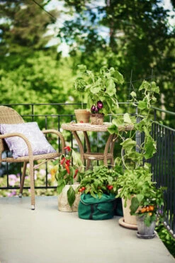 Potte Olea - Ø40 Cm, Terrakotta -Potteplante Salgsbutikk 517373 GYO Balcony Herba Olea pepper tomatoe Lotus 170613 2