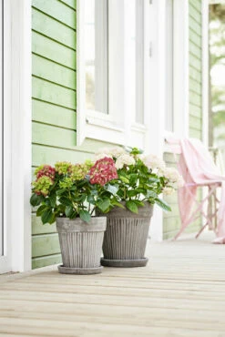 Potte Kelly Med Fat - Ø23 Cm, Grå 6 Potte Kelly Med Fat - Ø23 Cm, Grå -Potteplante Salgsbutikk 520943 TRaDGaRDSHORTENSIA20KELLY