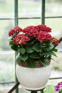 Potte Louise - Ø29 Cm, Hvit -Potteplante Salgsbutikk 520945 hydrangea 520945