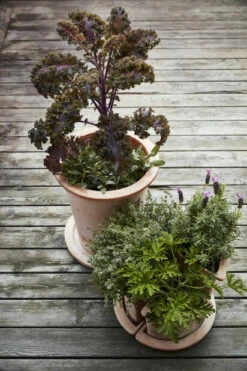 Fat Olea - Ø40 Cm, Terrakotta -Potteplante Salgsbutikk 521300 GYO Olea lavendula cabbage