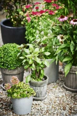 Potte Crewe - Ø17 Cm, Grå -Potteplante Salgsbutikk 521320 Potgarden 7058782384156 achmillea echinacea basilicum buxus sedum red closeup 220E280931