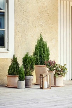 Potte Olea - Ø38 Cm, Terrakotta -Potteplante Salgsbutikk 521334 Connifer20Autumn20A