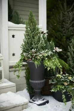 Skål Nova - Ø44 Cm, Svart 11 Skål Nova - Ø44 Cm, Svart -Potteplante Salgsbutikk 521334 DSC7108201