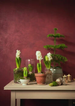 Potte Vanessa - Ø13 Cm, Transparent 6 Potte Vanessa - Ø13 Cm, Transparent -Potteplante Salgsbutikk 526148 stilleben hyacinter