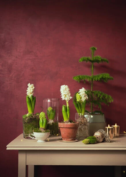 Potte Vanessa - Ø13 Cm, Transparent 3 Potte Vanessa - Ø13 Cm, Transparent - Bilde 3