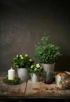 Potte Crewe - Ø26 Cm, Grå -Potteplante Salgsbutikk 528048 stilleben julrosor 1 1