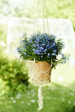 Potte Clay - Ø14 Cm, Grå 5 Potte Clay - Ø14 Cm, Grå -Potteplante Salgsbutikk 529536 Clay Pot Terracotta 14cm White 4