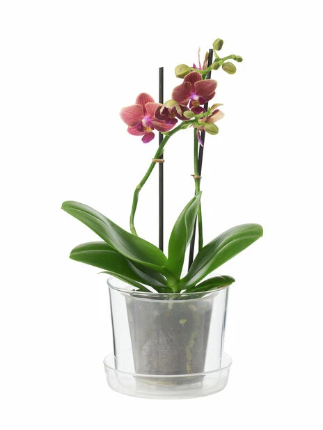 Potte Med Fat Inez. - Ø13 Cm, Transparent 2 Potte Med Fat Inez. - Ø13 Cm, Transparent - Bilde 2