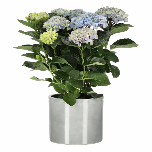 Potte Ada - Ø17 Cm, Grønn 2 Potte Ada - Ø17 Cm, Grønn - Bilde 2