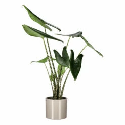 Potte Ada - Ø19 Cm, Beige -Potteplante Salgsbutikk 537845 Ada Pot D19 Beige 537845 3
