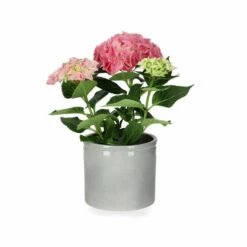 Potte Ada - Ø13 Cm, Grønn 5 Potte Ada - Ø13 Cm, Grønn -Potteplante Salgsbutikk 537847 Ada Pot D13 Green 537847 2