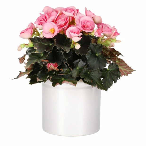 Potte Ada - Ø13 Cm, Hvit 2 Potte Ada - Ø13 Cm, Hvit - Bilde 2