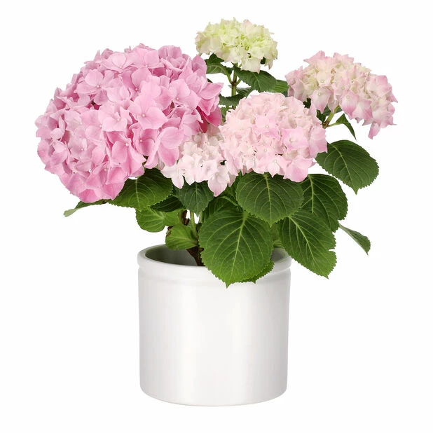 Potte Ada - Ø13 Cm, Hvit 3 Potte Ada - Ø13 Cm, Hvit - Bilde 3