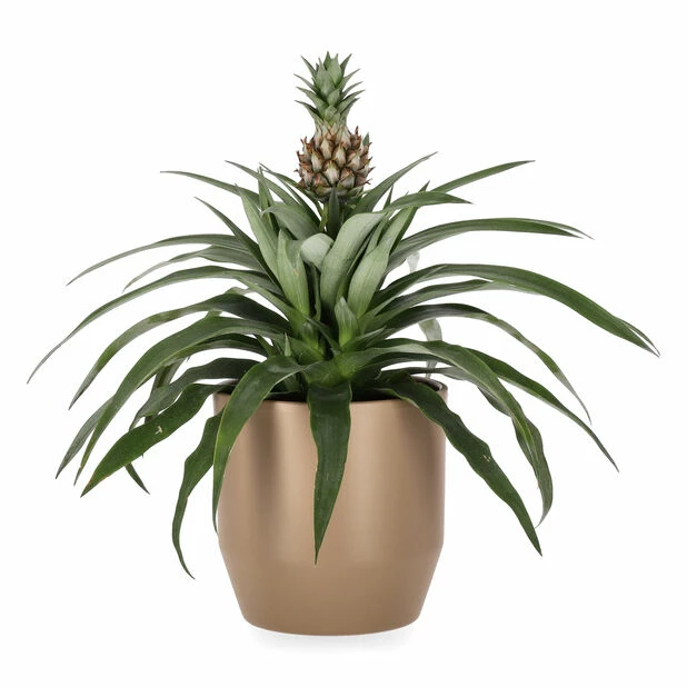 Potte Beda - Ø13 Cm, Brun 2 Potte Beda - Ø13 Cm, Brun - Bilde 2