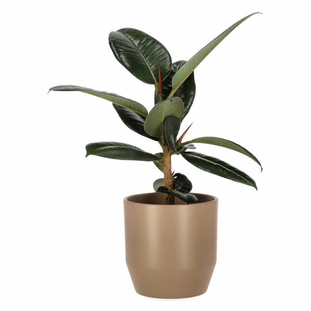 Potte Beda - Ø13 Cm, Brun 3 Potte Beda - Ø13 Cm, Brun - Bilde 3