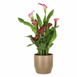 Potte Beda - Ø15 Cm, Brun -Potteplante Salgsbutikk 537861 Beda Pot D15 Beige 537861 3