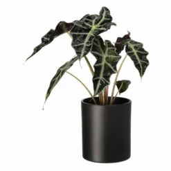 Potte Celia - Ø14 Cm, Svart -Potteplante Salgsbutikk 537865 Celia Pot D139 Antrazit 537865 3