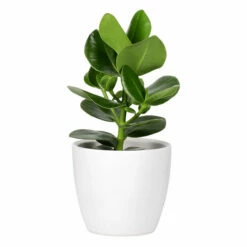 Potte Fia - Ø15,5 Cm, Hvit -Potteplante Salgsbutikk 537898 Fia Pot D15 White 537898 3