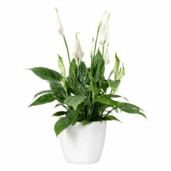 Potte Fia - Ø15,5 Cm, Hvit -Potteplante Salgsbutikk 537898 Fia Pot D15 White 537898 4