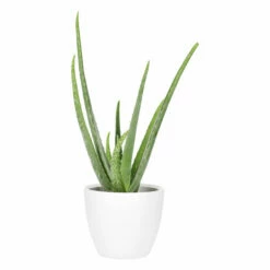 Potte Fia - Ø17,5 Cm, Hvit -Potteplante Salgsbutikk 537899 Fia Pot D17 White 537899 3
