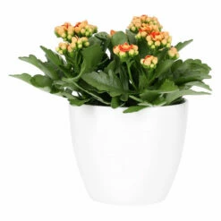 Potte Fia - Ø17,5 Cm, Hvit -Potteplante Salgsbutikk 537899 Fia Pot D17 White 537899 4