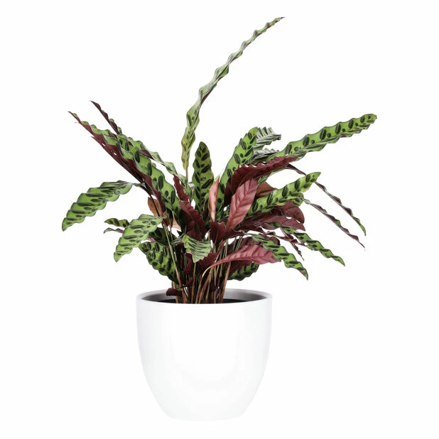 Potte Fia - Ø29,5 Cm, Hvit 2 Potte Fia - Ø29,5 Cm, Hvit - Bilde 2