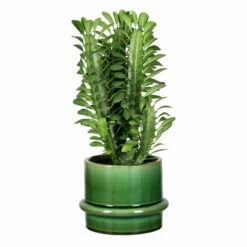 Potte Gunilla - Ø16 Cm, Grønn -Potteplante Salgsbutikk 537950 Gunilla Pot D16 Green 537950 3