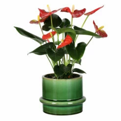 Potte Gunilla - Ø16 Cm, Grønn -Potteplante Salgsbutikk 537950 Gunilla Pot D16 Green 537950 4