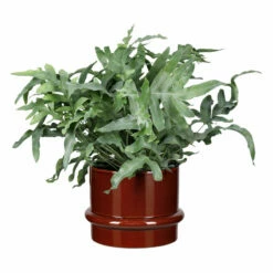 Potte Gunilla - Ø22 Cm, Brun -Potteplante Salgsbutikk 537952 Gunilla Pot D22 Brown 537952 3