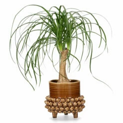 Potte Elin - Ø20 Cm, Brun -Potteplante Salgsbutikk 537958 Elin Pot D20 Brown 537958 2