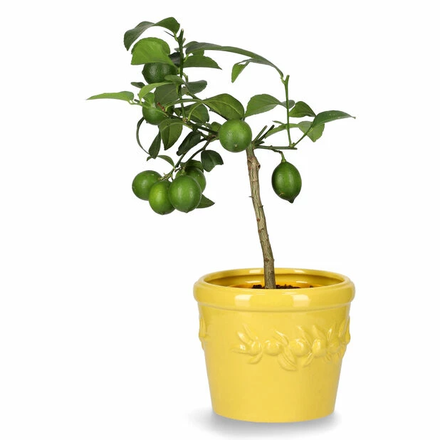 Potte Lemon - Ø20 Cm, Gul 2 Potte Lemon - Ø20 Cm, Gul - Bilde 2