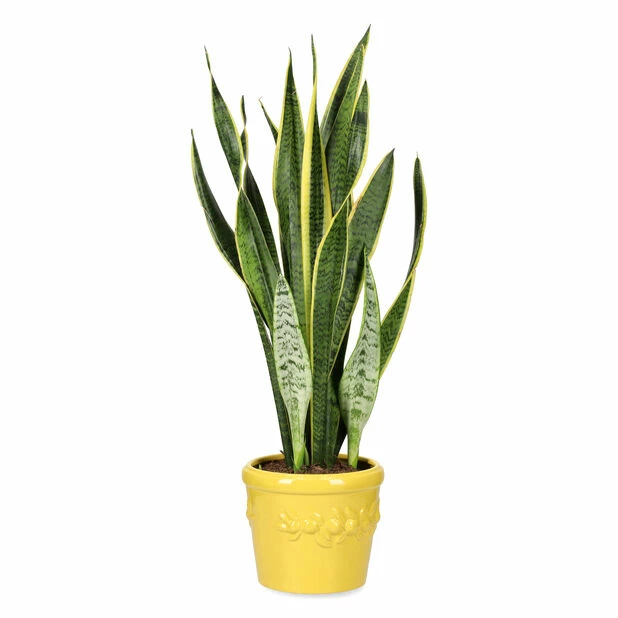 Potte Lemon - Ø20 Cm, Gul 3 Potte Lemon - Ø20 Cm, Gul - Bilde 3