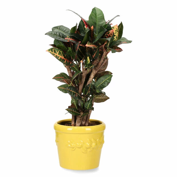 Potte Lemon - Ø20 Cm, Gul 4 Potte Lemon - Ø20 Cm, Gul - Bilde 4