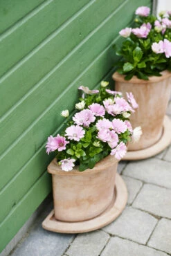 Halvpotte Olea - Høyde 25 Cm, Terrakotta -Potteplante Salgsbutikk 570886966180020OSTEOSPERMUM20OLEA20HALV 1