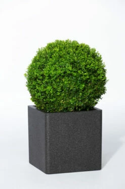 Potte Iqbana - Ø39 Cm, Svart -Potteplante Salgsbutikk 6058164 87150960581641