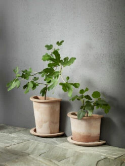 Halvpotte Olea - Høyde 25 Cm, Terrakotta -Potteplante Salgsbutikk 70587823582561