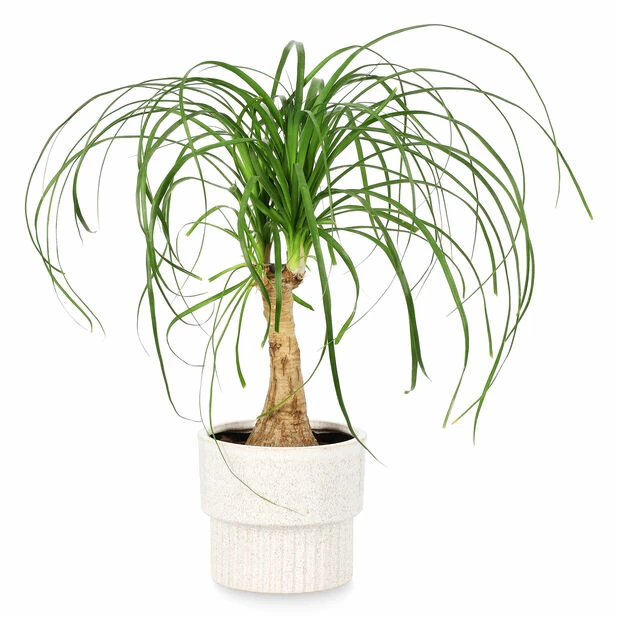 Potte Aina - Ø16 Cm, Beige 2 Potte Aina - Ø16 Cm, Beige - Bilde 2