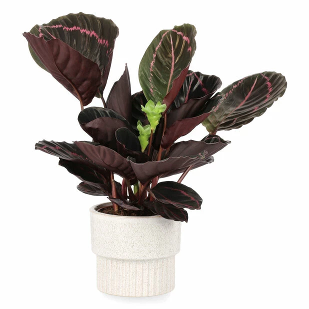 Potte Aina - Ø16 Cm, Beige 3 Potte Aina - Ø16 Cm, Beige - Bilde 3