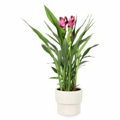 Potte Aina - Ø16 Cm, Beige 7 Potte Aina - Ø16 Cm, Beige -Potteplante Salgsbutikk Aina Pot D16 White Spots 537970 4