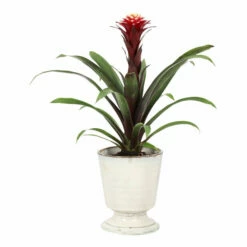 Potte Aina - Ø15 Cm, Beige -Potteplante Salgsbutikk Aina pot D15 white dripping 537969 3