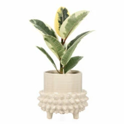 Potte Elin - Ø17 Cm, Hvit -Potteplante Salgsbutikk Elin pot D17 offwhite 537887 3